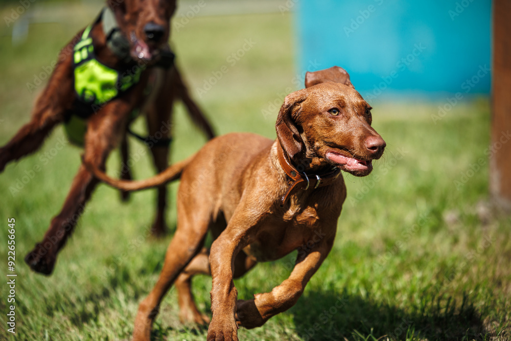 Hungarian vizsla pointer hunting dog running outdoors. Dogs playing together Hungarian vizsla pointer hunting dog running outdoors. Dogs playing together