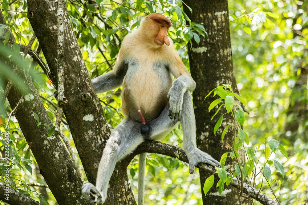 Naklejka premium Male Proboscis Monkey in Borneo rainforest Sandakan Malaysia