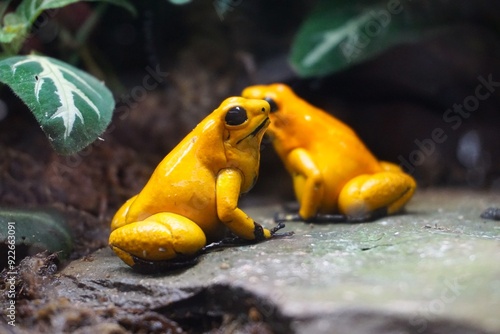 Buntes Close Up Portrait von einem Schrecklichen Pfeilgiftfrosch, oder Goldener Giftfrosch, einem giftigen tropischen Frosch aus dem Dschungel des Amazonas Regenwald in Südamerika photo