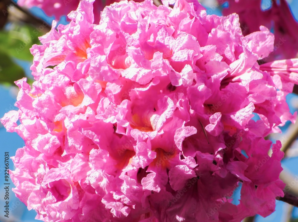 Fototapeta premium Vibrant pink blossoms of a flowering tree in full bloom against a clear blue sky.