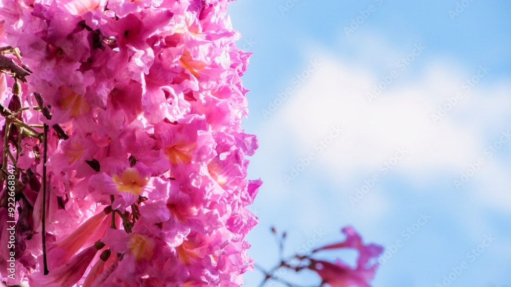 Fototapeta premium Vibrant pink flowers against a bright blue sky create a stunning springtime scene.