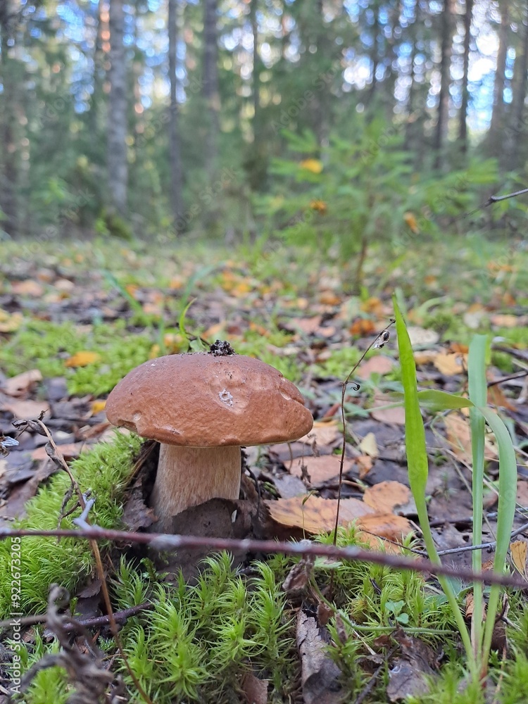 mushroom in the forest