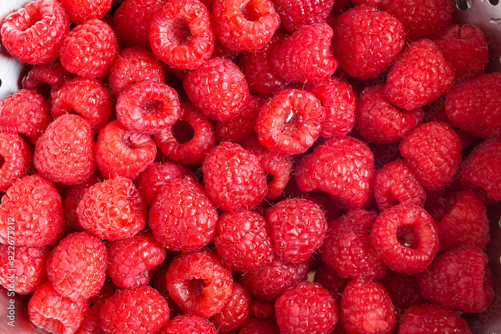 Close-up of numerous fresh raspberries washed and wet, filling a metal colander. The bright red raspberries display their characteristic fine hairs and hollow cores, showcasing their freshness. Close-up of numerous fresh raspberries washed and wet, filling a metal colander. The bright red raspberries display their characteristic fine hairs and hollow cores, showcasing their freshness.