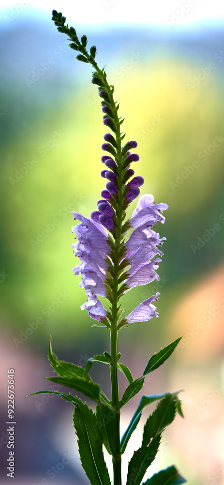Physostegia virginiana pink flower stand in a vase Physostegia virginiana pink flower stand in a vase