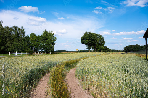 Agriculture road through rye fields at the German countryside around Prinzhöfte, Lower Saxony, Germany photo