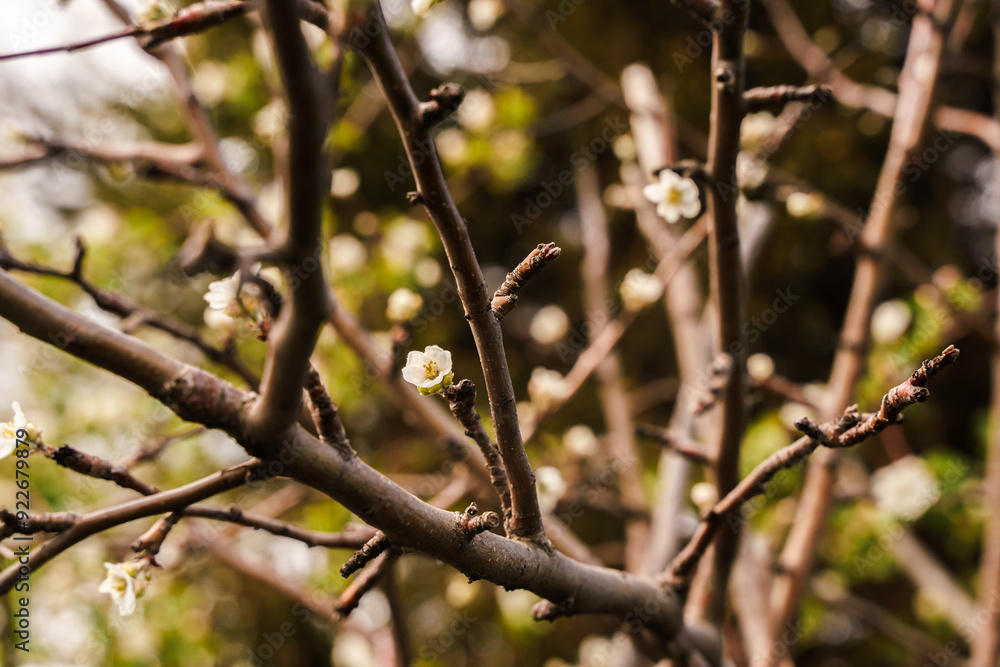 Spring twigs with rare white blooming flowers Spring twigs with rare white blooming flowers