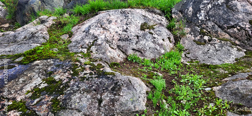 Beautiful Bright Green moss grown up cover the rough stones and on the floor in the forest.