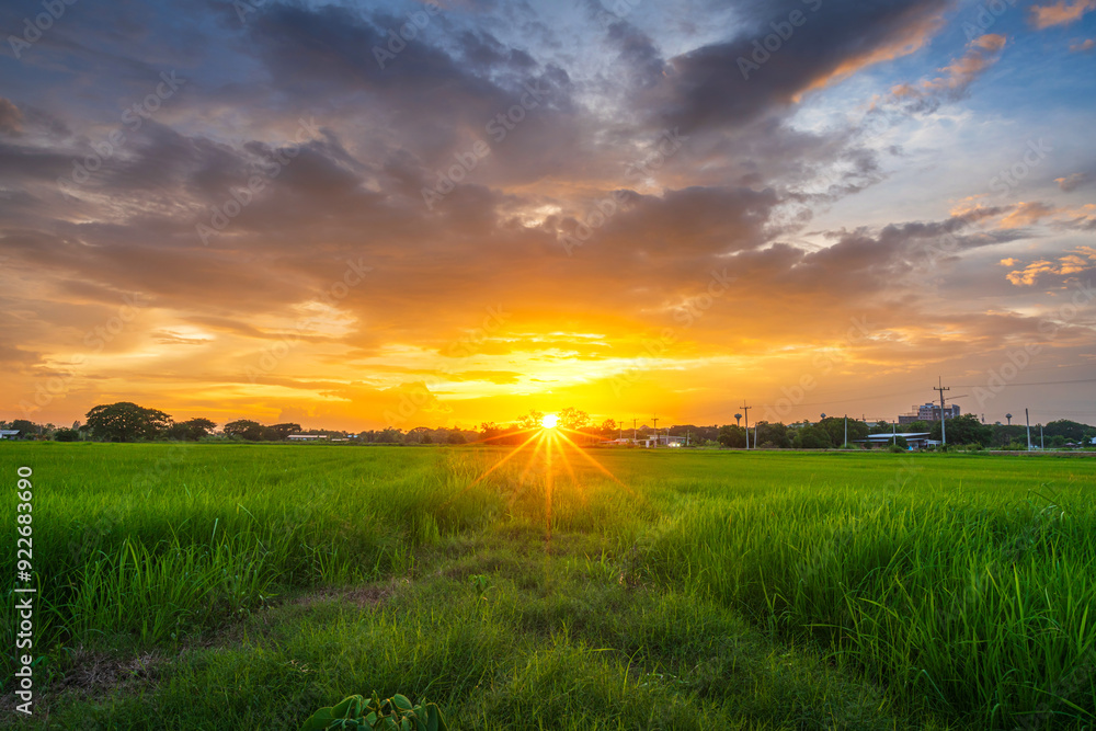 Scenic view landscape of Rice field green grass with field cornfield or in Asia country agriculture harvest with fluffy clouds blue sky sunset evening background.