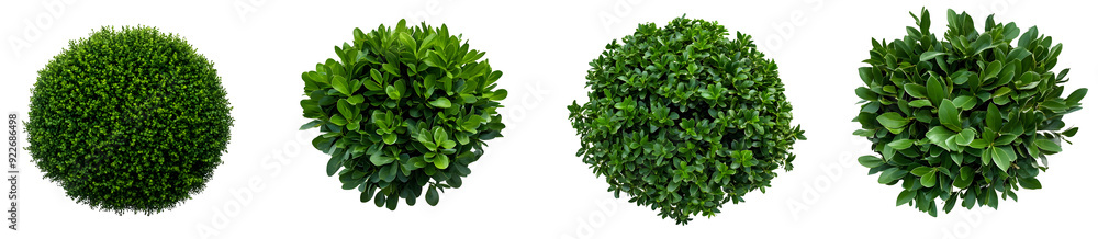 Top view of various decorative green bush or shrub plants isolated on transparent background. Top view of various decorative green bush or shrub plants isolated on transparent background.
