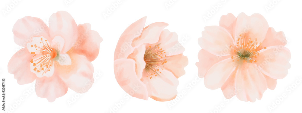 Set of three Peach Flowers. Watercolor hand drawn floral design elements isolated on a white background. Perfect for birthday and wedding stationery, cosmetic design. Set of three Peach Flowers. Watercolor hand drawn floral design elements isolated on a white background. Perfect for birthday and wedding stationery, cosmetic design.