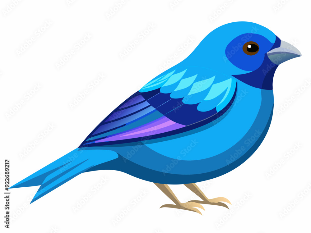 Passerin indigo Passerin indigo