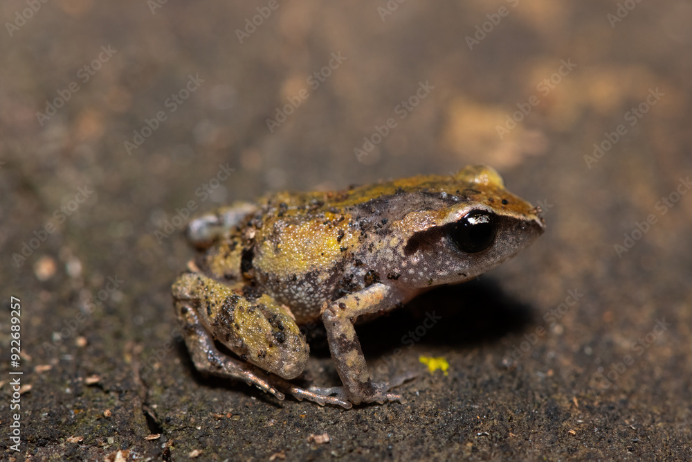 A cute bush squeaker (Arthroleptis wahlbergii) in a coastal forest A cute bush squeaker (Arthroleptis wahlbergii) in a coastal forest