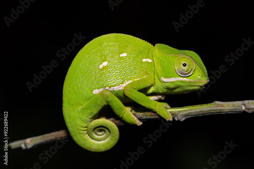 A beautiful flap-necked chameleon (Chamaeleo dilepis) on a branch on a warm summer’s evening  photo