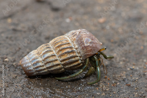 A cute hermit crab inhabiting the shell of a climbing whelk in the mangroves along an estuary  photo