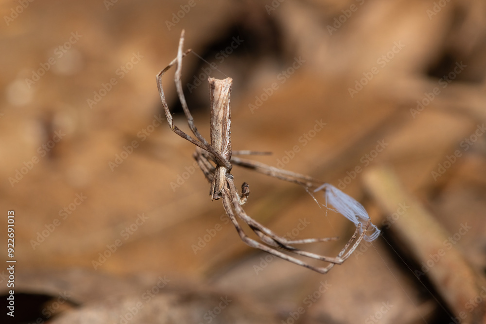 Long-palp Ogre-faced Spider (Asianopis cylindrica) getting ready to ambush prey in a coastal forest Long-palp Ogre-faced Spider (Asianopis cylindrica) getting ready to ambush prey in a coastal forest