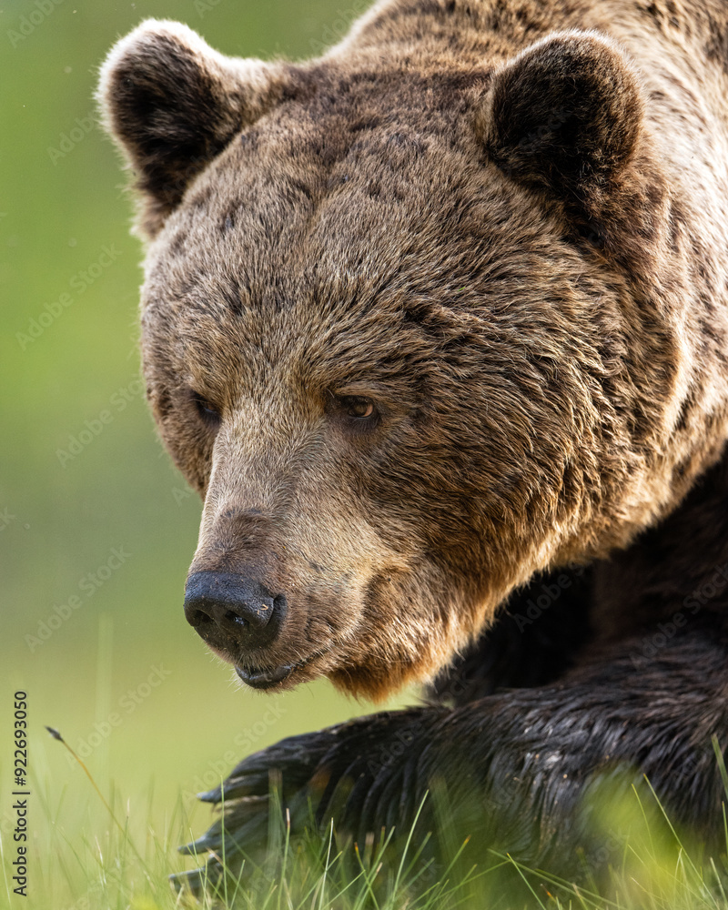 Brown bear closeup portrait, old bear Brown bear closeup portrait, old bear