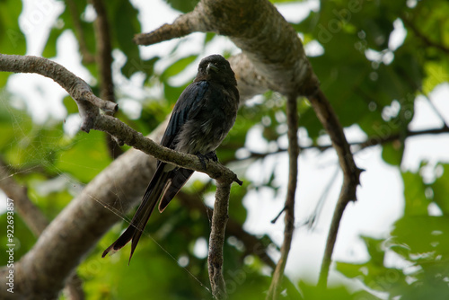 White-bellied Drongo Dicrurus caerulescens  bird found across the Indian Subcontinent, family Dicruridae, insectivorous and mainly black with a white belly and vent photo