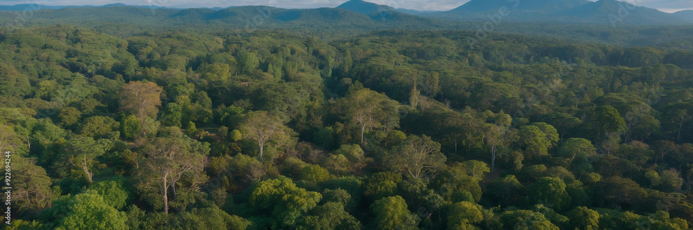 Lush tropical foliage, tropical landscape, natural green background. Environmental concept Lush tropical foliage, tropical landscape, natural green background. Environmental concept
