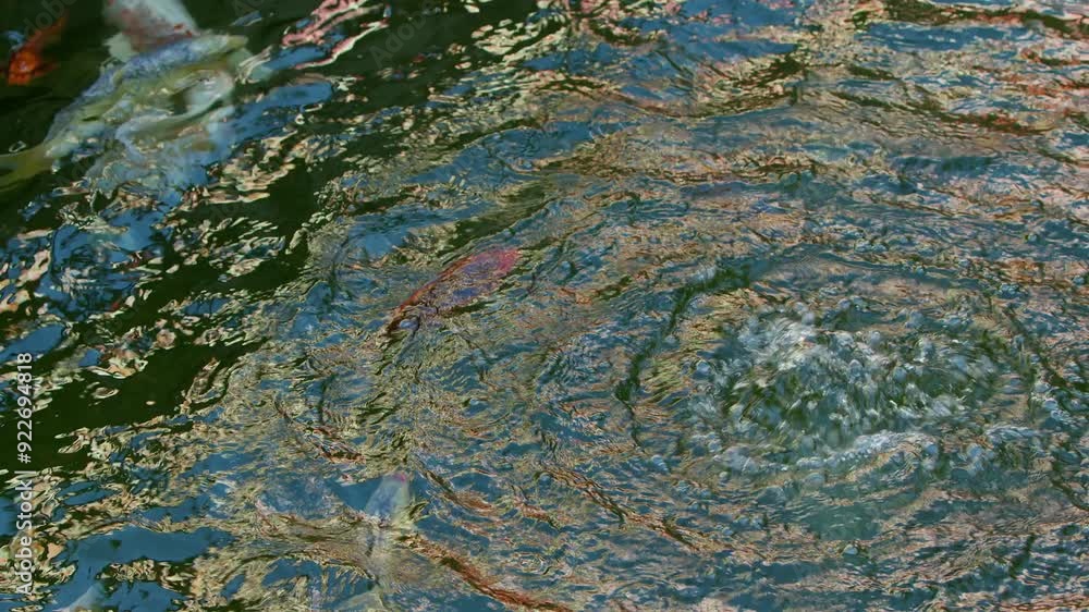 Colorful Varieties of Koi Fishes in Lake Water Colorful Varieties of Koi Fishes in Lake Water