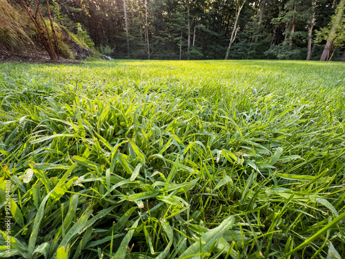 Crabgrass stages a takover of the lawn - crabgrass looking very healthy as it spreads in grass in a suburban back yard