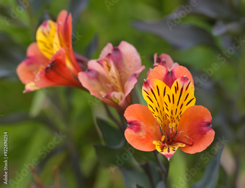 Beautiful close-up of alstroemeria aurea photo