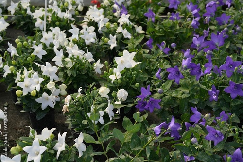 Obraz na płótnie Flowering Platycodon grandiflorus white and violet.