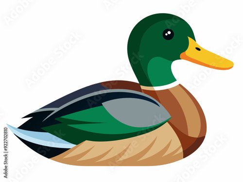 Mallard duck