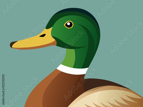 Mallard duck