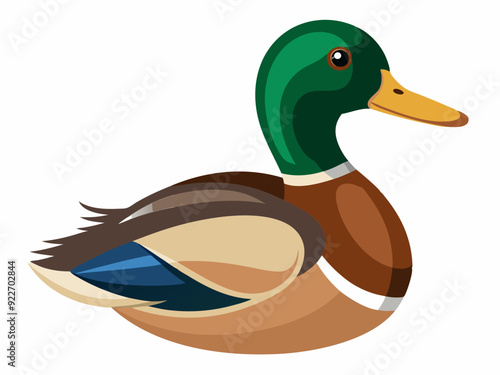 Mallard duck