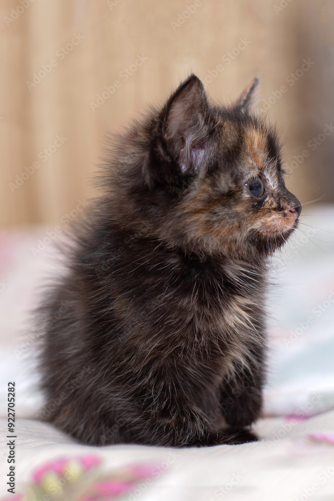 A small tricolor kitten sits on a light blanket