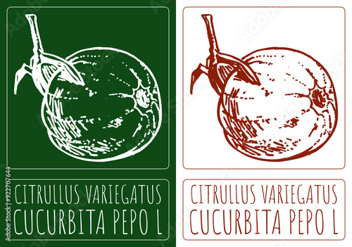 Drawing CITRULLUS VARIEGATUS. Hand drawn illustration. Latin name is CUCURBITA PEPO L. photo