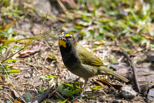 Yellow-faced grassquit, Tiaris olivaceus photo