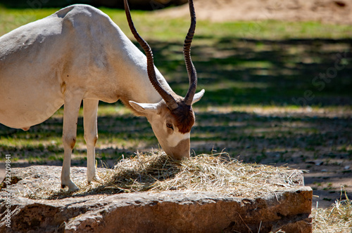 Antilope frisst im Tierpark Nürnberg photo