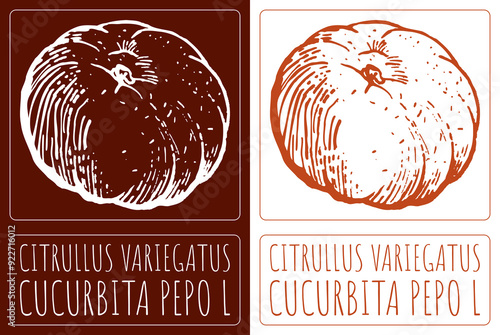 Drawing CITRULLUS VARIEGATUS. Hand drawn illustration. Latin name is CUCURBITA PEPO L. photo