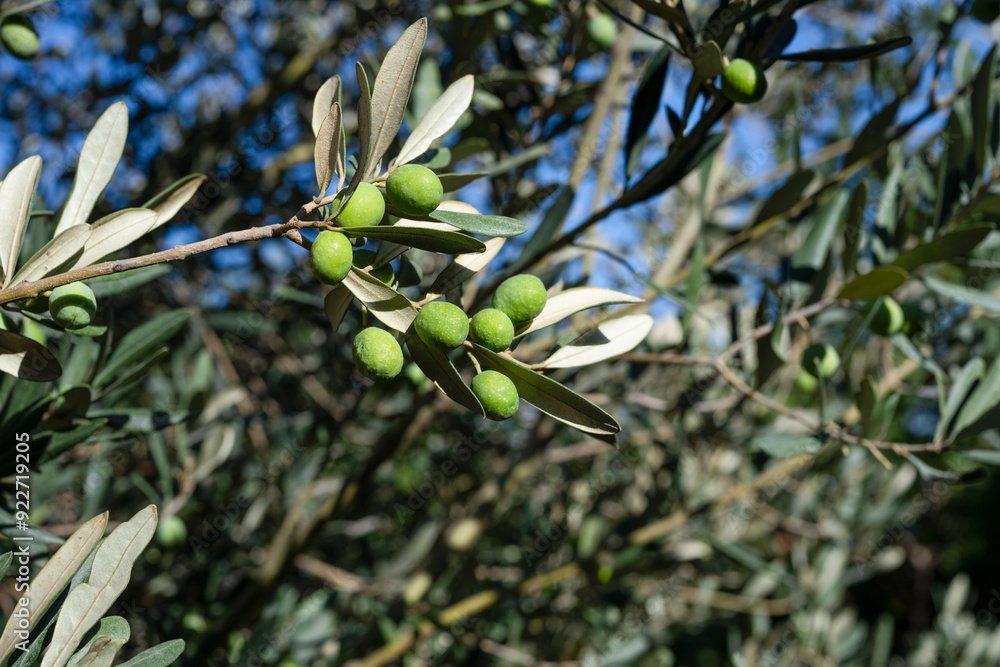 Green olives growing on tree branch in sunlight
Green olives growing on tree branch in sunlight