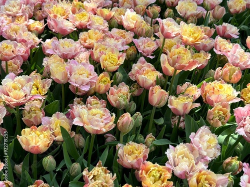 Tulips flowers pink yellow blossom 