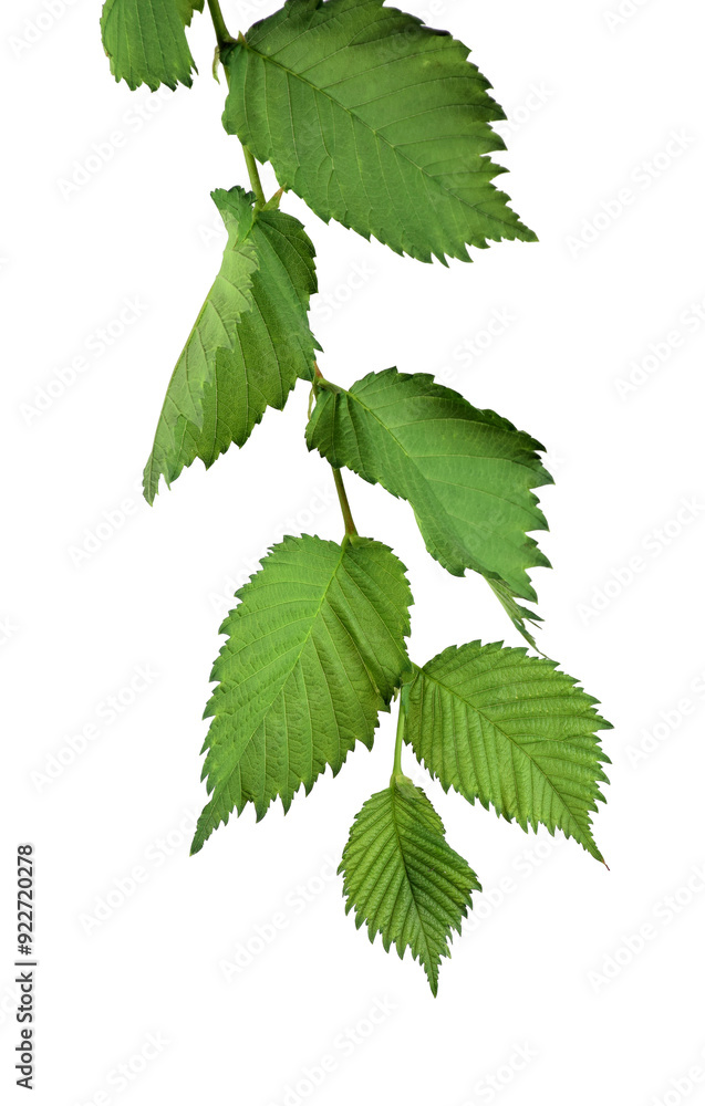 Branch with leaves of elm. Isolated on transparent, png. Nature in detail. Summer. Spring. Close-up. Branch with leaves of elm. Isolated on transparent, png. Nature in detail. Summer. Spring. Close-up.