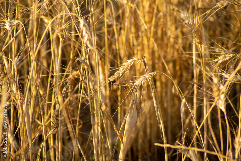 Fototapeta premium Wheat field in summer with dry and underdeveloped ears due to drought. Ecology and climate change concept