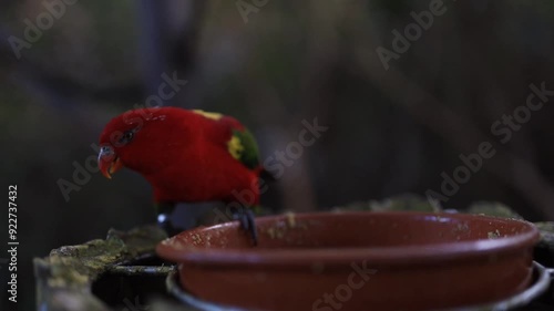 Red parrot sitting in tree eating (Lorius domicella) photo