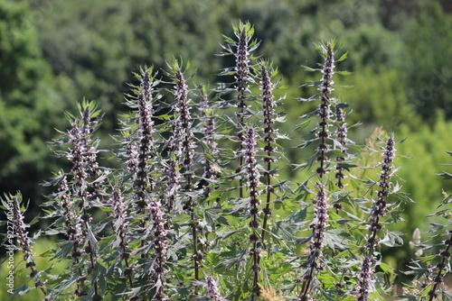 Flowering motherwort (Leonurus cardiaca) plant in wild nature