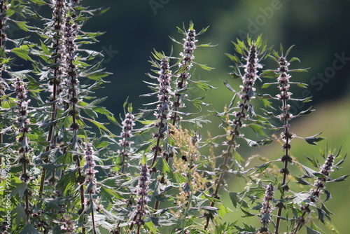 Flowering motherwort (Leonurus cardiaca) plant in wild nature photo