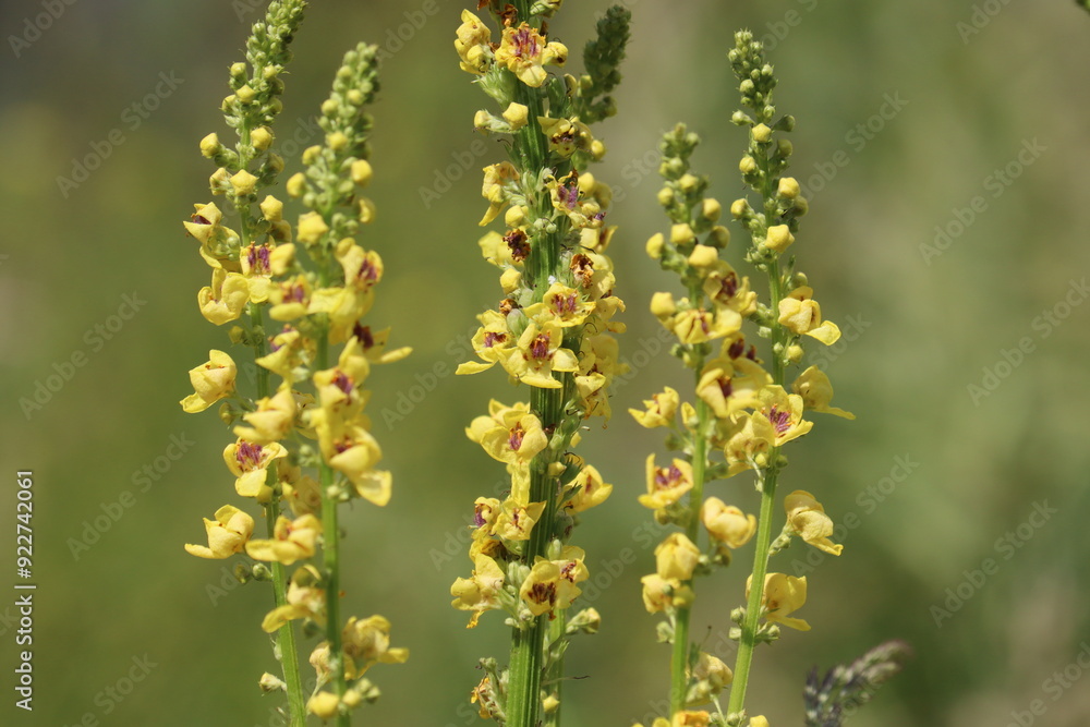 Yellow flowers of black mullein (Verbascum nigrum) plant in wild nature Yellow flowers of black mullein (Verbascum nigrum) plant in wild nature