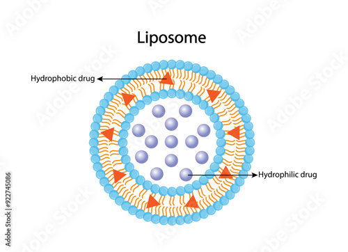 Liposome, with hydrophilic and hydrophobic loads. Phospholipids, Drug encapsulation. Vector illustration.	