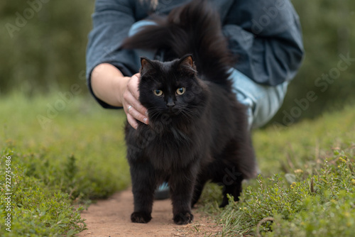 black cat stands on path in park in summer with owner