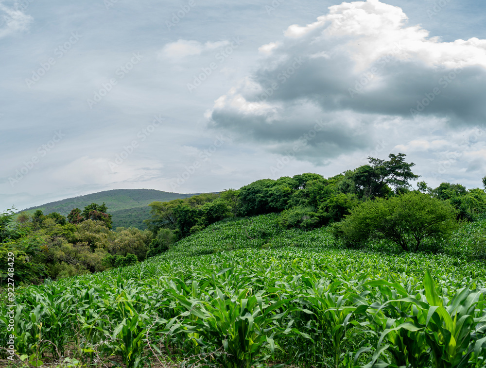 Obraz premium panoramica, sembradio milpa, senderos, nubes, pastizal, lote, charco bendito, cerro, ruta, naturaleza, jalisco