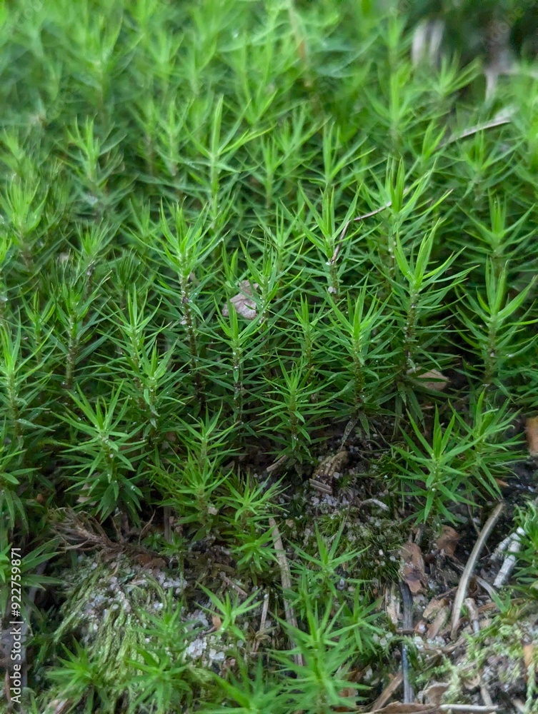 Close-up shot of vibrant green moss covering the forest floor in a lush and serene woodland setting. Close-up shot of vibrant green moss covering the forest floor in a lush and serene woodland setting.