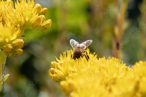 Bees on yellow flowers - summer season