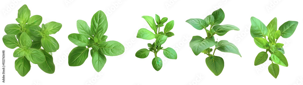 A row of green plants with one of them being basil A row of green plants with one of them being basil