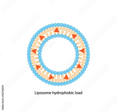 Liposome, with hydrophobic load. Phospholipids, Drug encapsulation. Vector illustration.