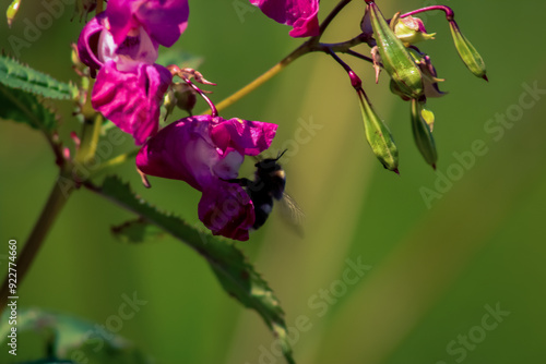 Hummel sitzt auf einer rosa Blume